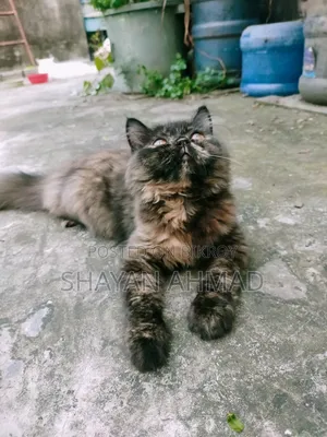 3-6 Months Female Purebred Persian