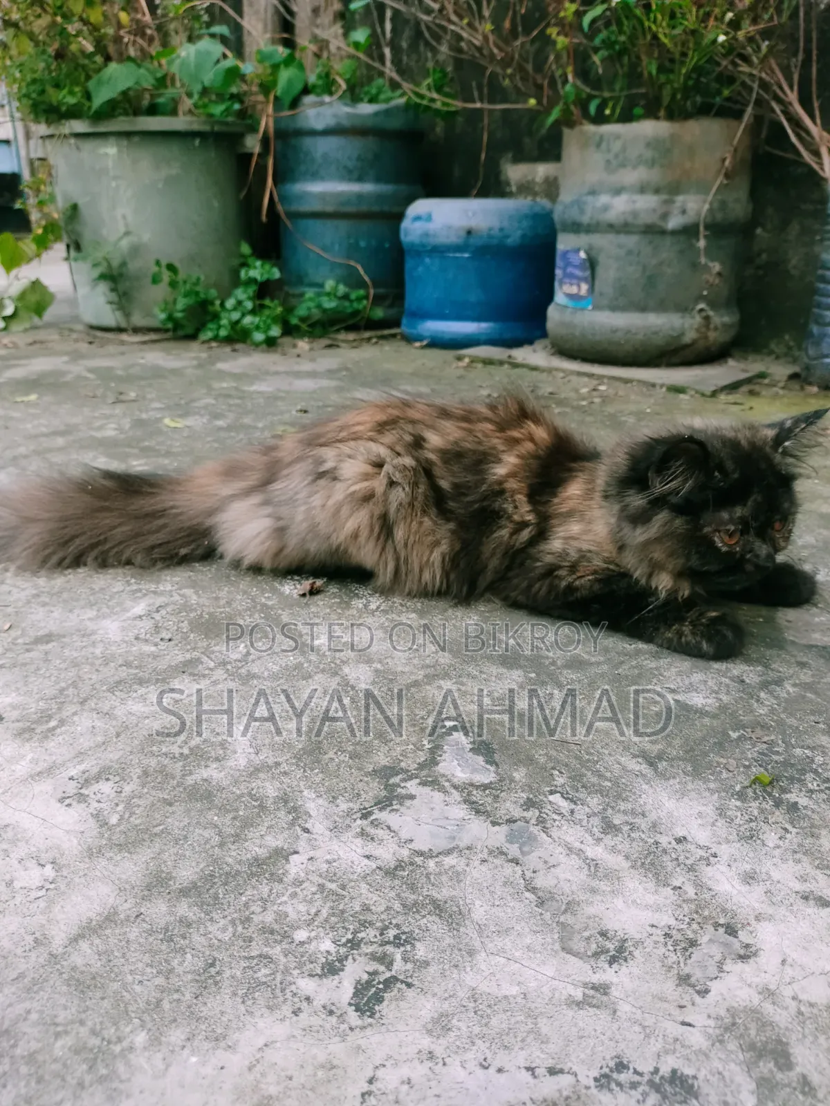 3-6 Months Female Purebred Persian