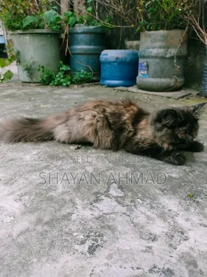 3-6 Months Female Purebred Persian