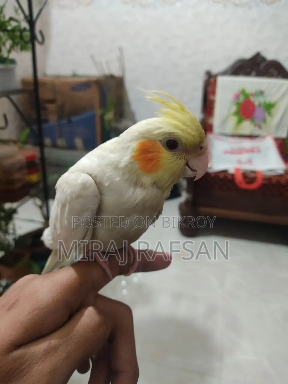 Tame Cockatiel