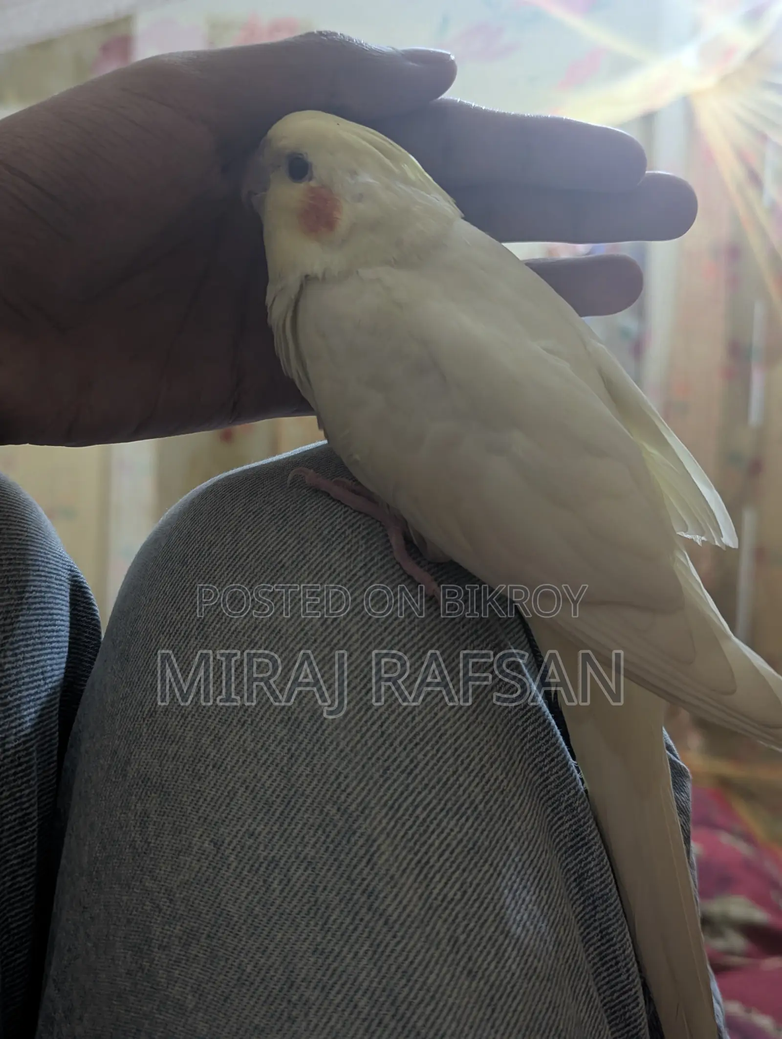 Tame Cockatiel