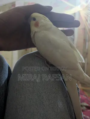 Tame Cockatiel