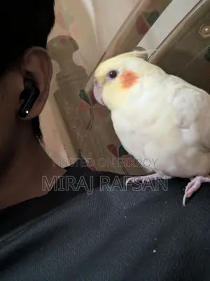 Tame Cockatiel