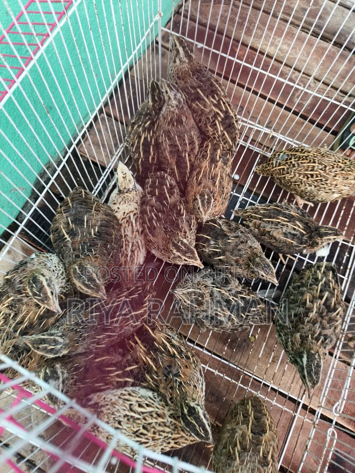 ডিম পারা কোয়েল পাখির বিক্রি করা হবে