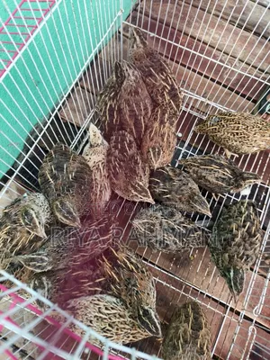 ডিম পারা কোয়েল পাখির বিক্রি করা হবে
