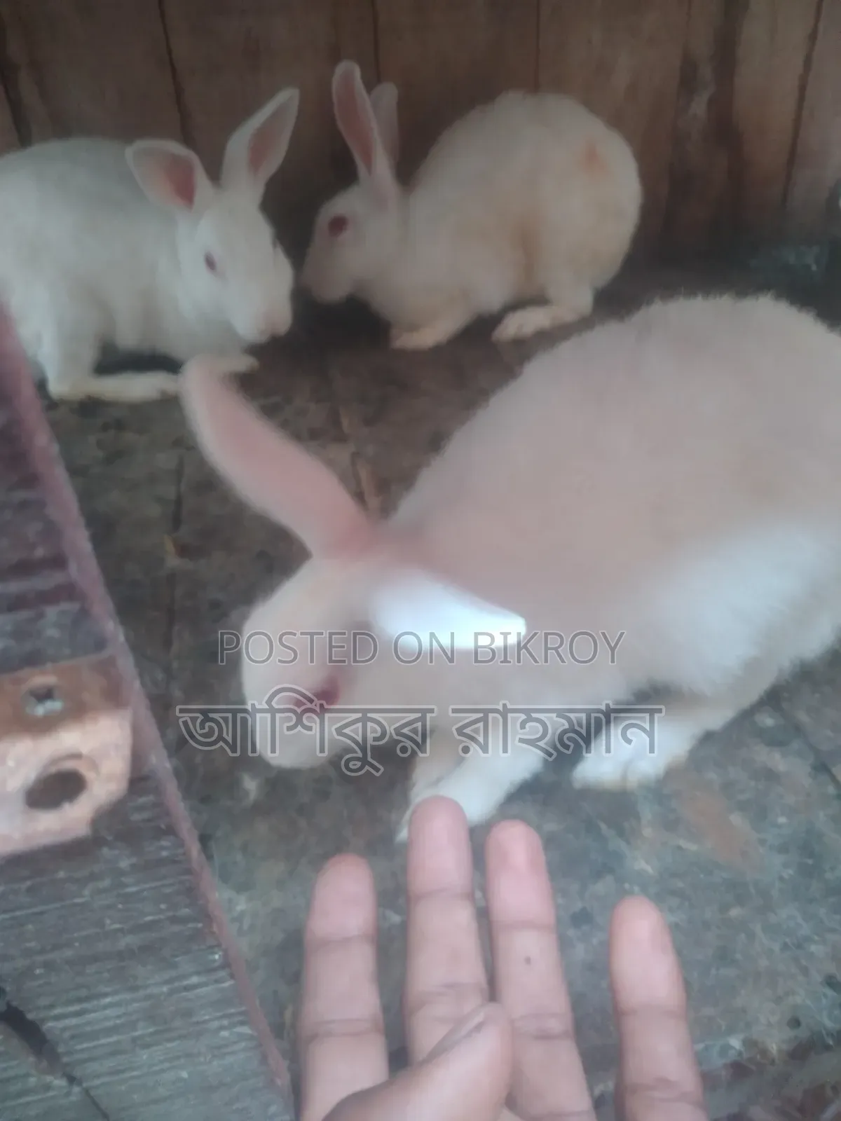 খরগোশ বিক্রয় করা হবে