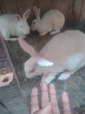 খরগোশ বিক্রয় করা হবে