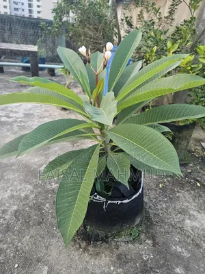 Frangipani (Plumeria)