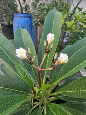 Frangipani (Plumeria)