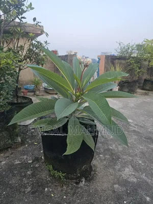 Frangipani (Plumeria)