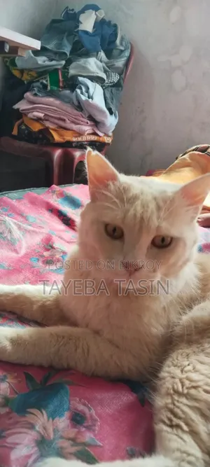 1+ year Male Purebred Persian Cat