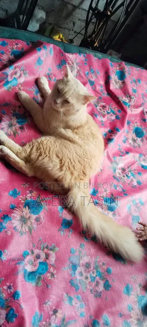 ১+ বছরের পুরুষ পিওরব্রেড পার্সিয়ান বিড়াল