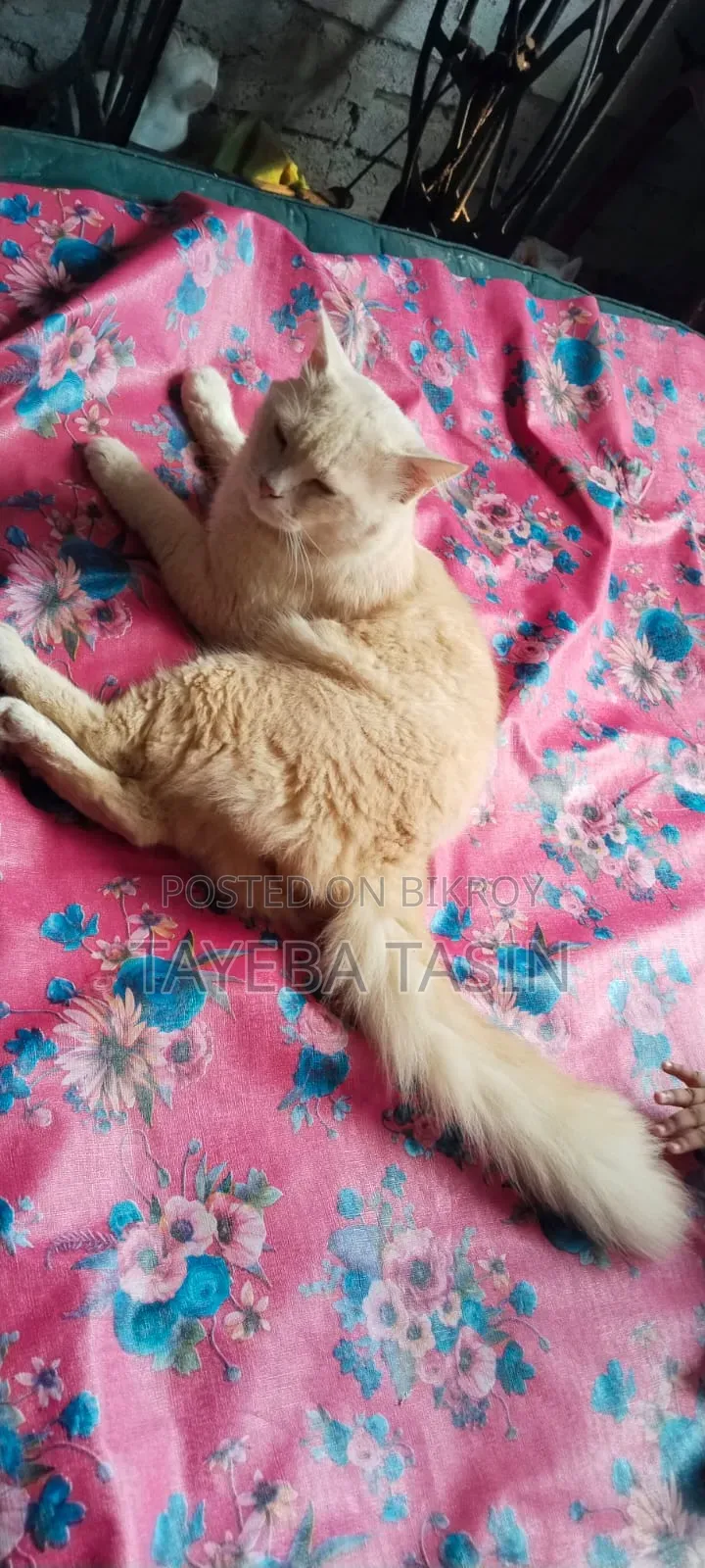 ১+ বছরের পুরুষ পিওরব্রেড পার্সিয়ান বিড়াল