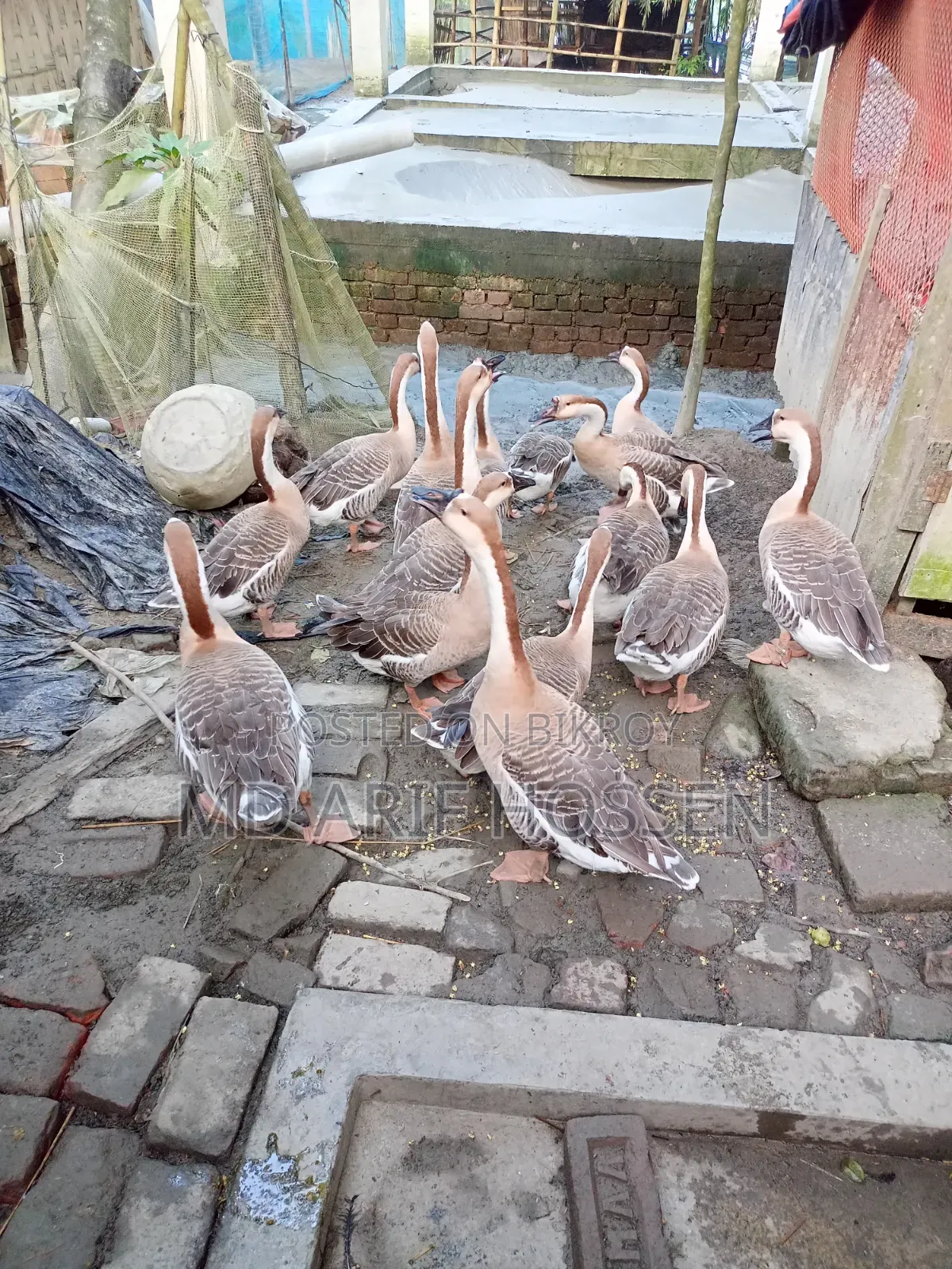King Duck For Sale