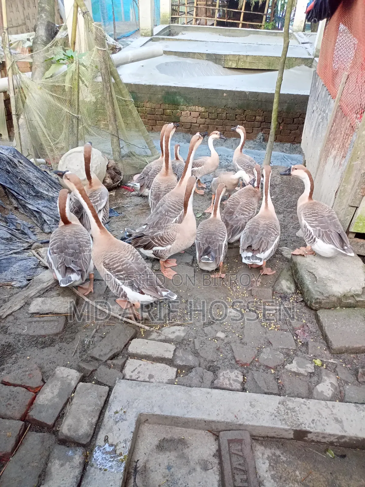 King Duck For Sale