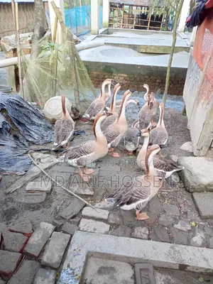 King Duck For Sale