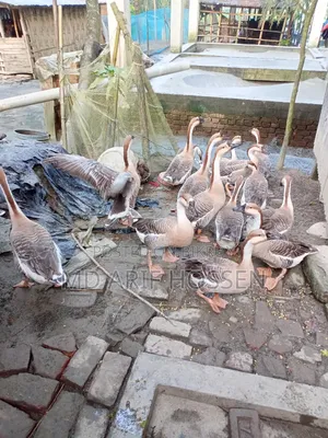 King Duck For Sale