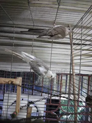 ককটেল পাখির জোড়া