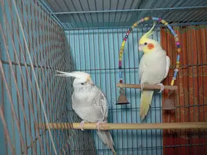 Cocktail Bird Pair