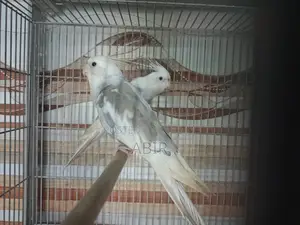 ককটেল পাখির জোড়া