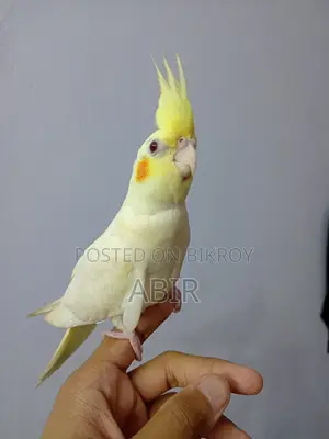ককটেল পাখির জোড়া