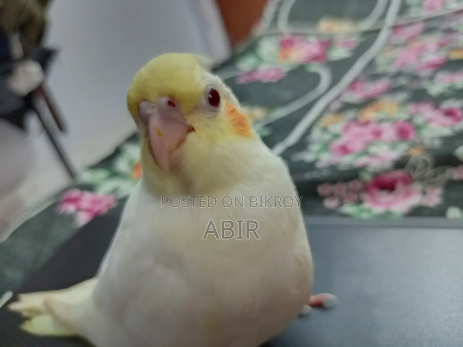 ককটেল জোড়া বা সিঙ্গেল