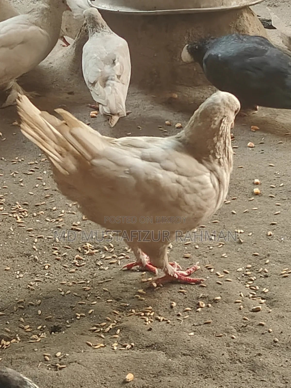 Original King Pigeon