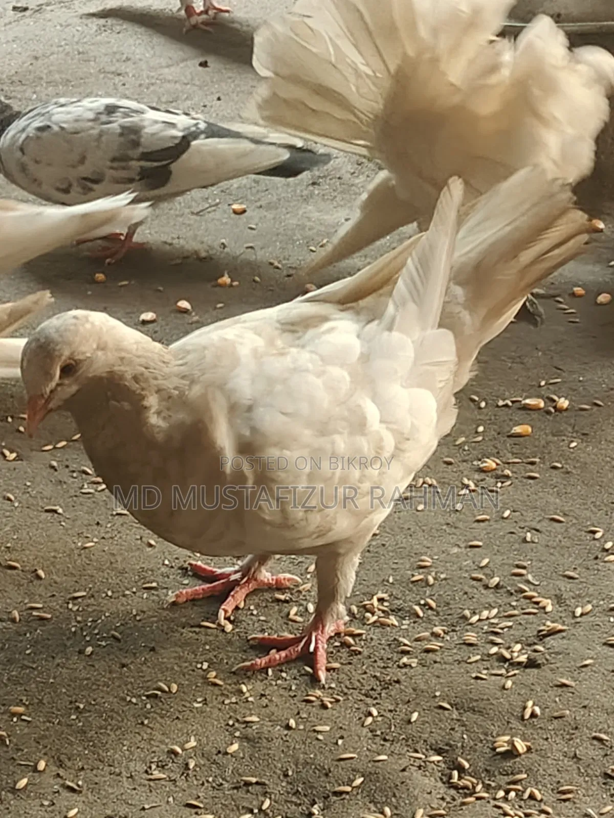 Original King Pigeon