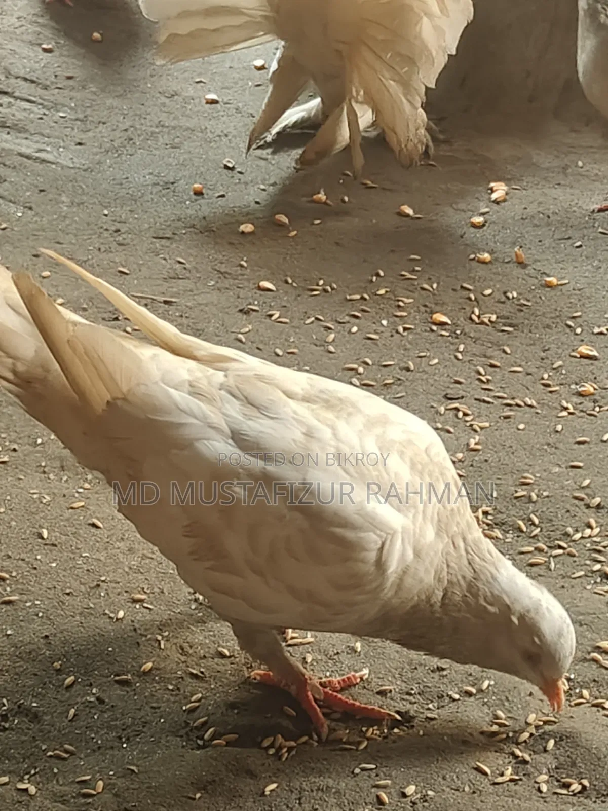 Original King Pigeon