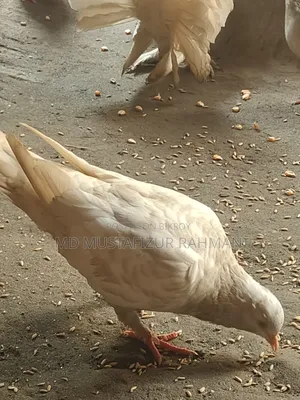 Original King Pigeon