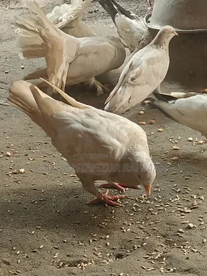 Original King Pigeon