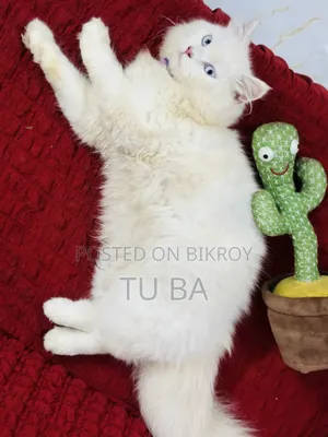 6-12 months Female Purebred Persian