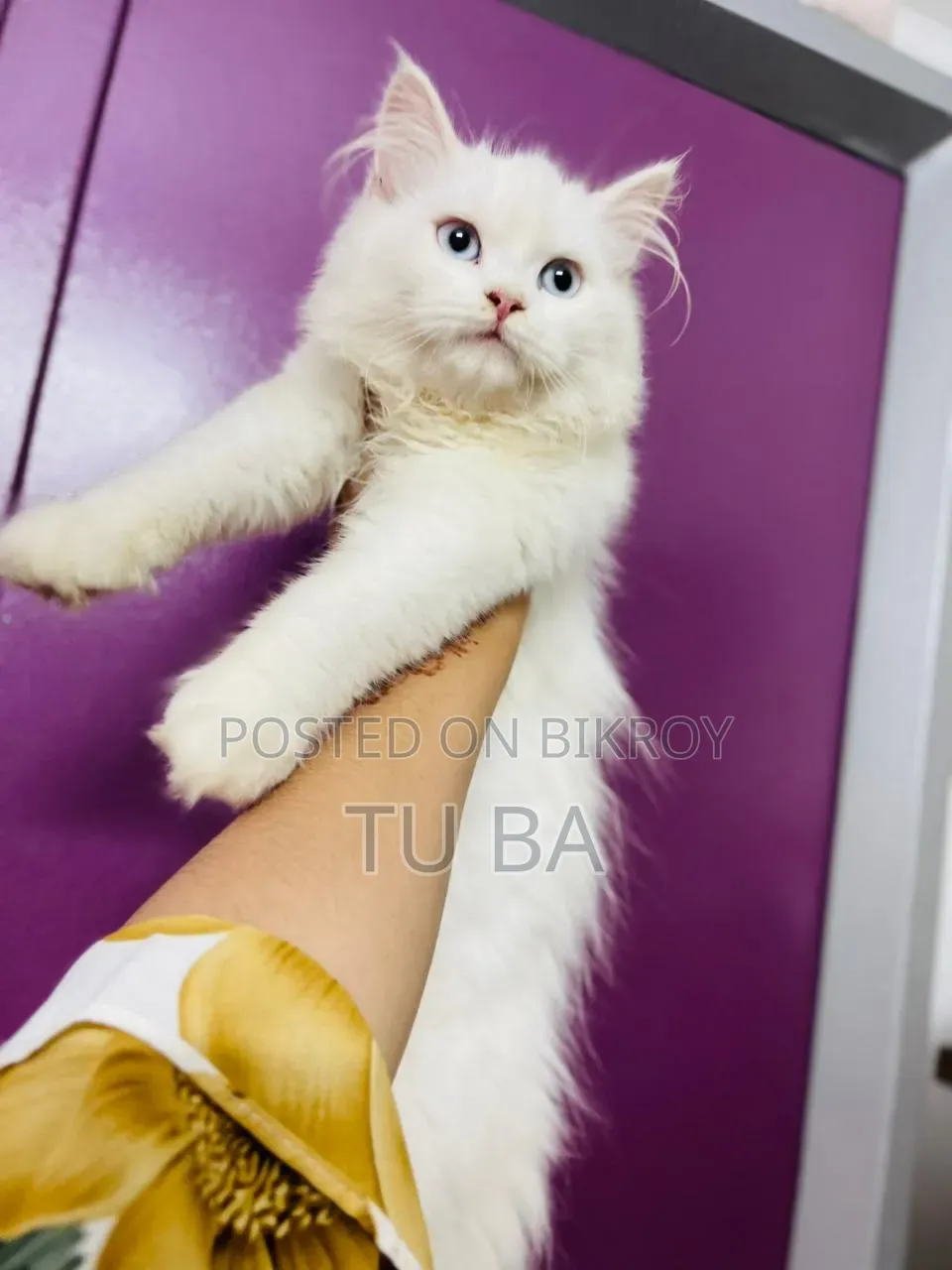 6-12 months Female Purebred Persian