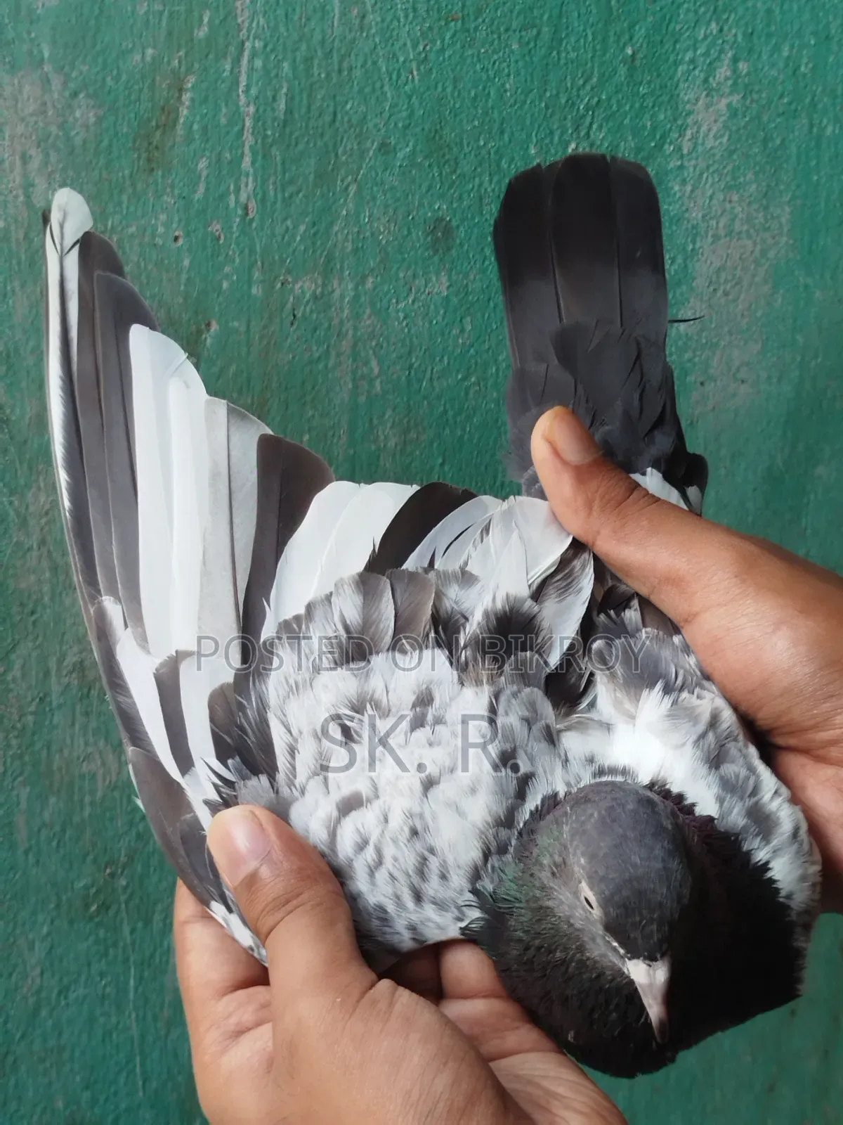 Pakistani Pigeon