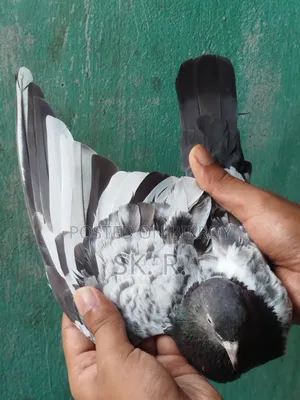 Pakistani Pigeon