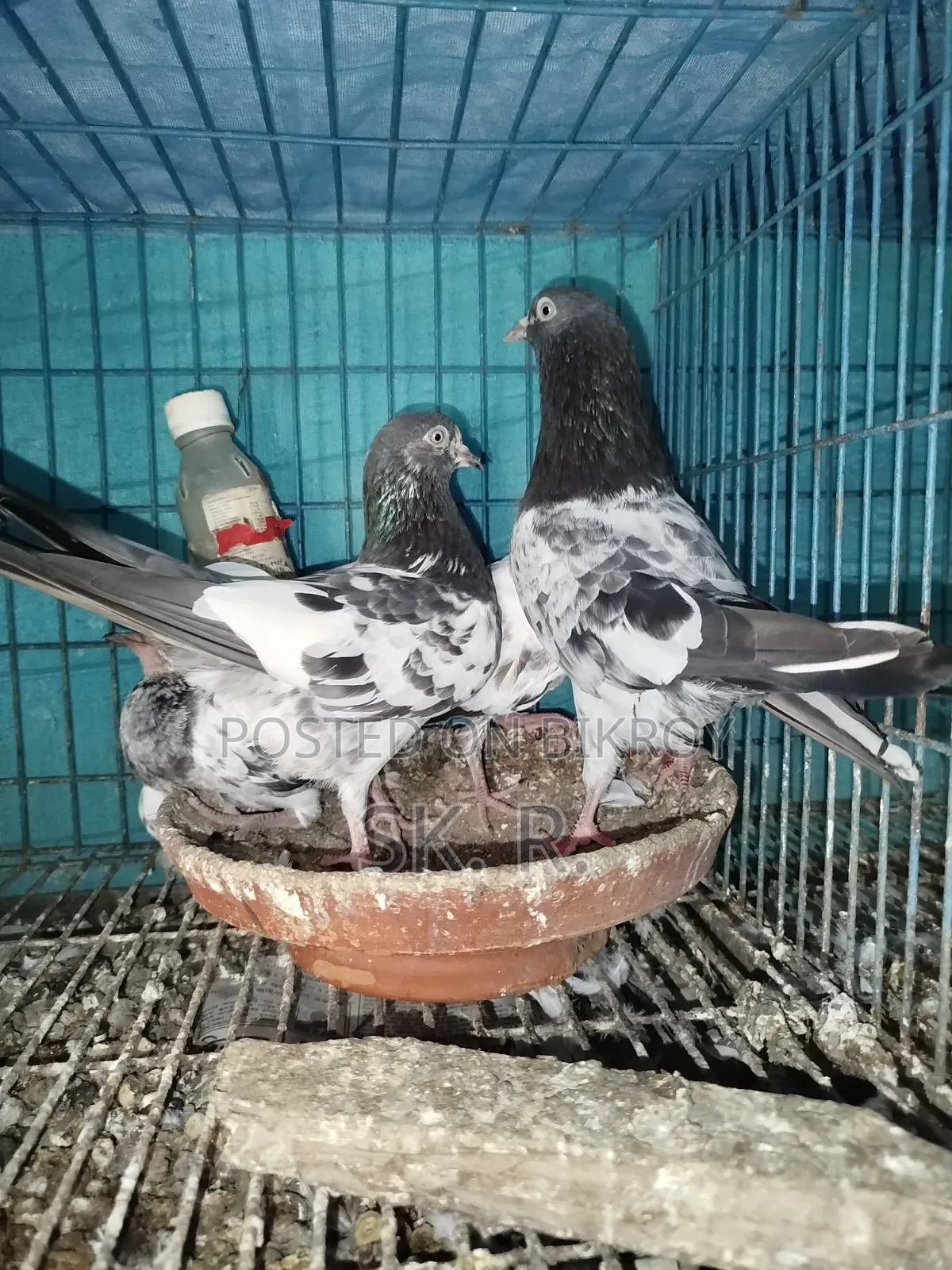 Pakistani Pigeon