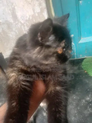 ১+ বছরের মহিলা মিশ্র জাতের পার্সিয়ান