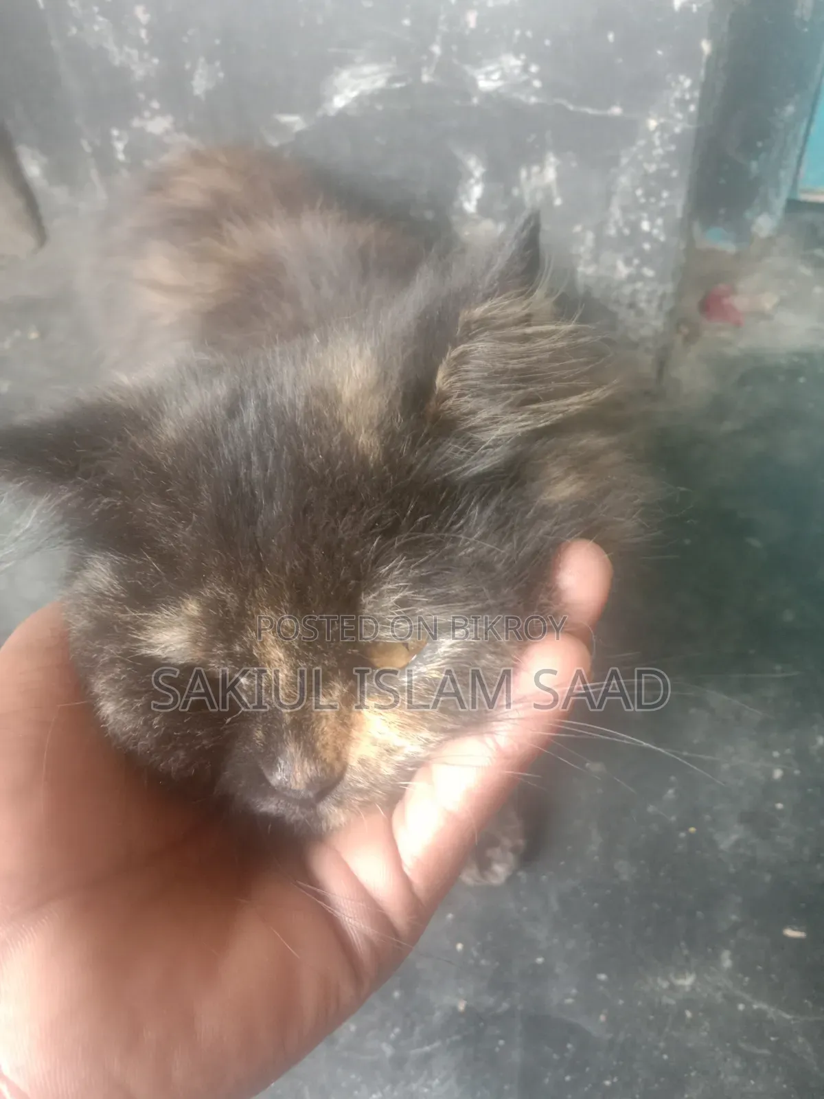 ১+ বছরের মহিলা মিশ্র জাতের পার্সিয়ান