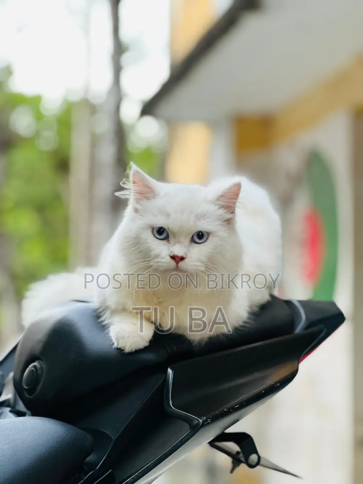 6-12 months Female Purebred Persian