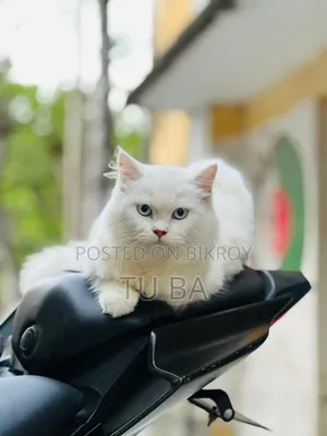 6-12 months Female Purebred Persian