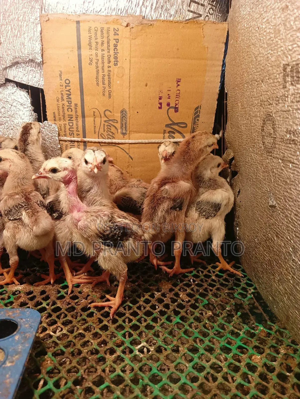 Hill Chicken Chicks