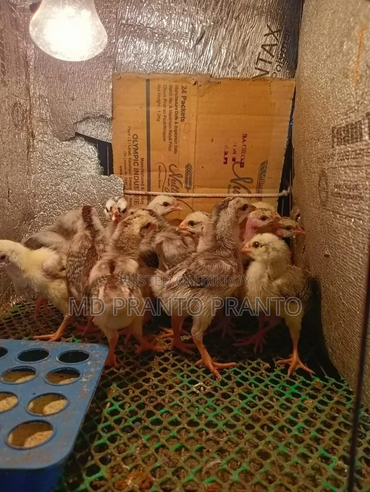Hill Chicken Chicks