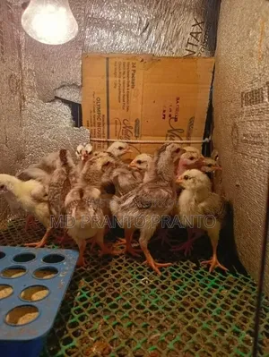 Hill Chicken Chicks