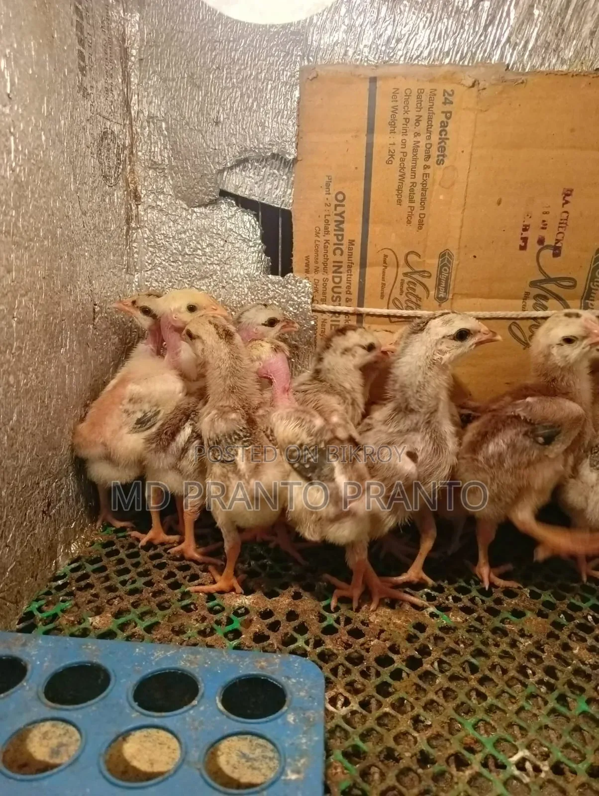 Hill Chicken Chicks