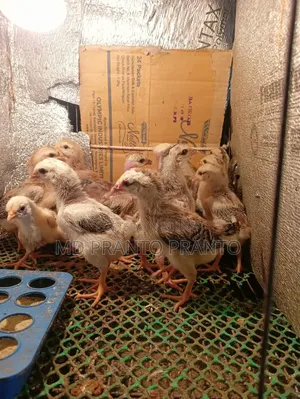 Hill Chicken Chicks