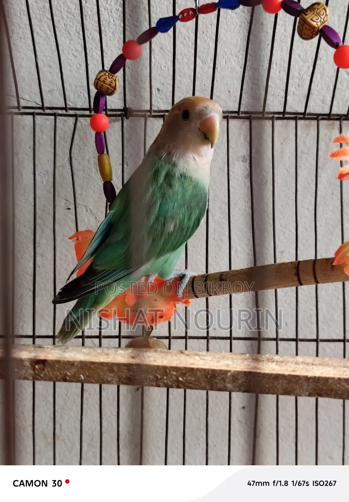 Love Bird Female