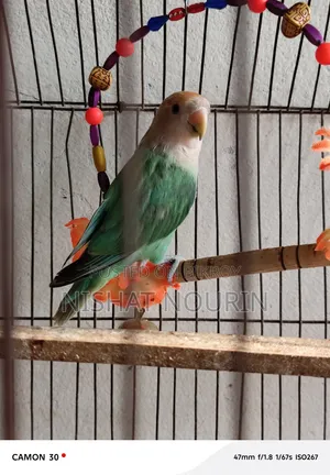 Love Bird Female