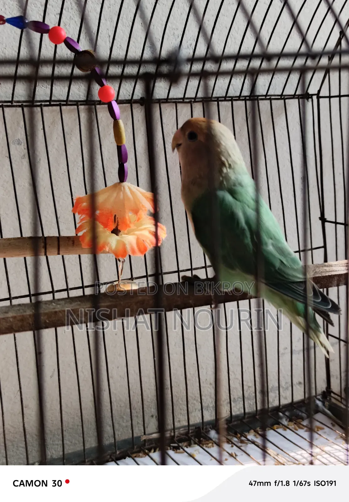 Love Bird Female