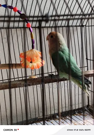Love Bird Female