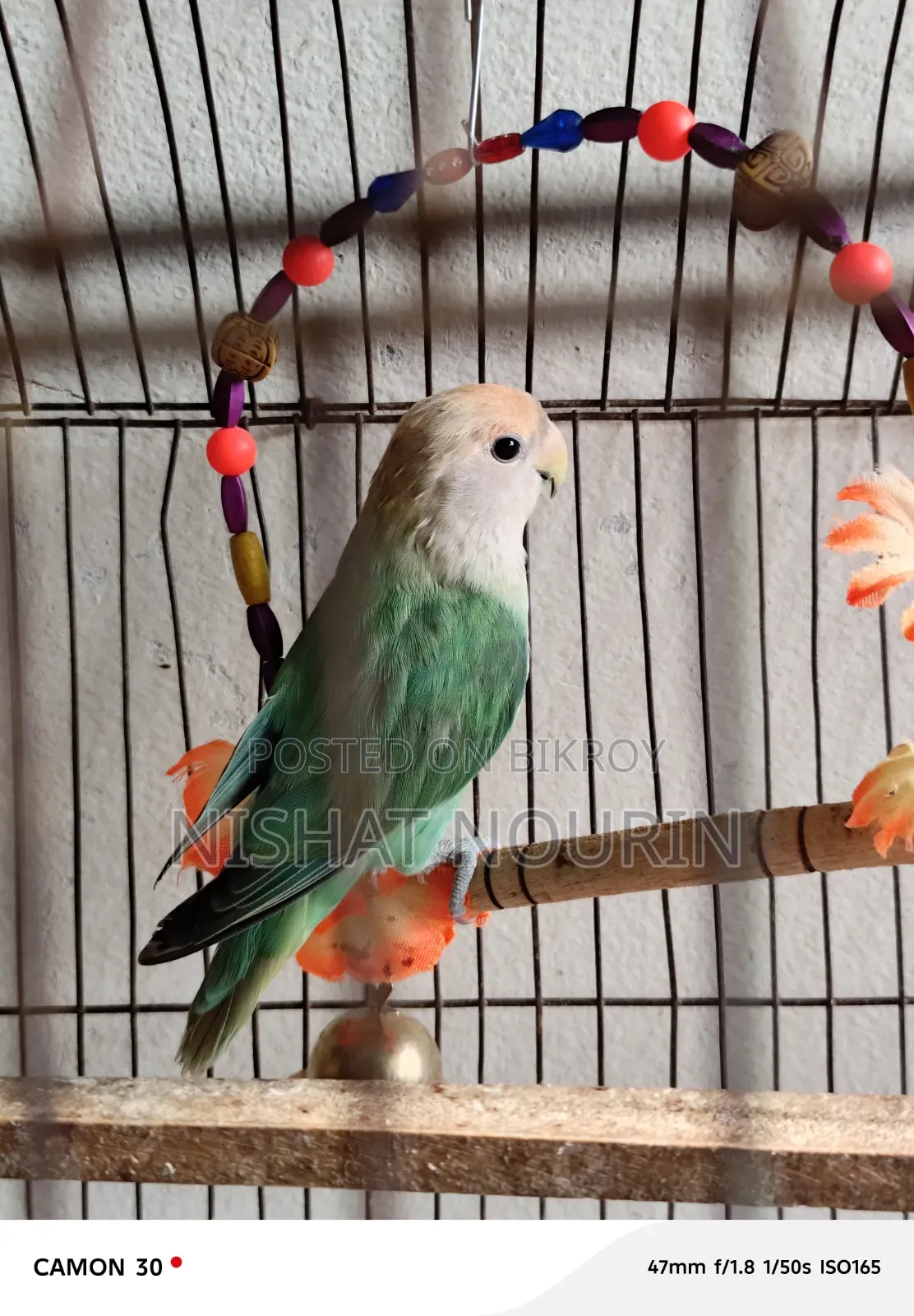 Love Bird Female